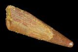 Pterosaur (Siroccopteryx) Tooth - Morocco #101729-1